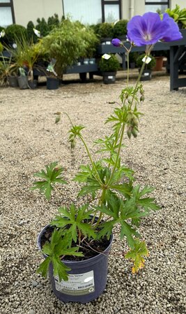 Geranium 'Orion' - image 2