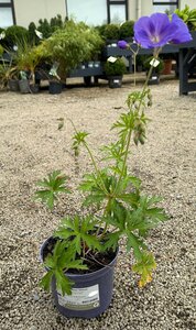 Geranium 'Orion' - image 2