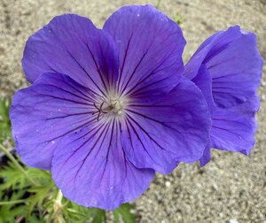 Geranium 'Orion' - image 1