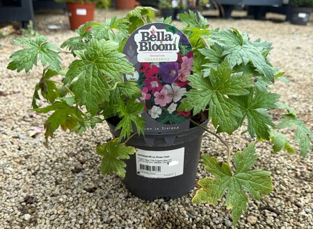 GERANIUM ox Rose Clair