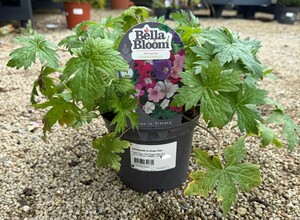 GERANIUM ox Rose Clair