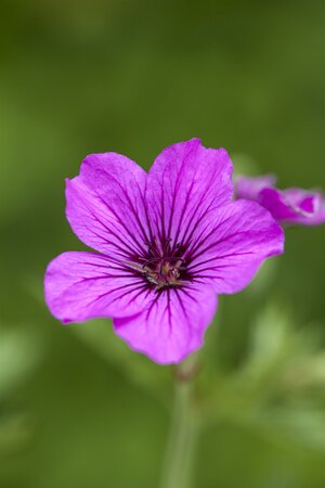 GERANIUM Patricia