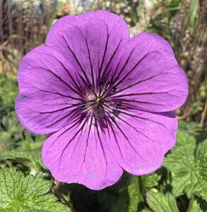 GERANIUM PINK PENNY - image 2