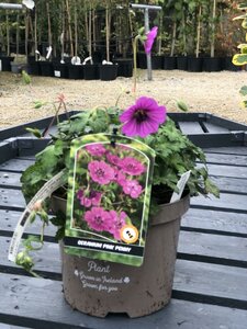 GERANIUM PINK PENNY