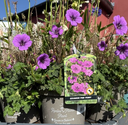 GERANIUM PINK PENNY - image 2