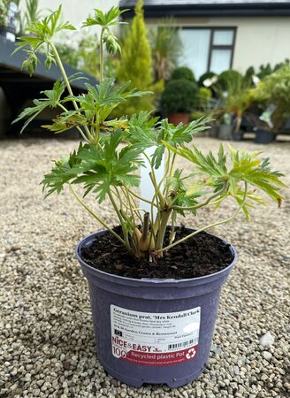 Geranium prat. 'Mrs Kendall Clark'