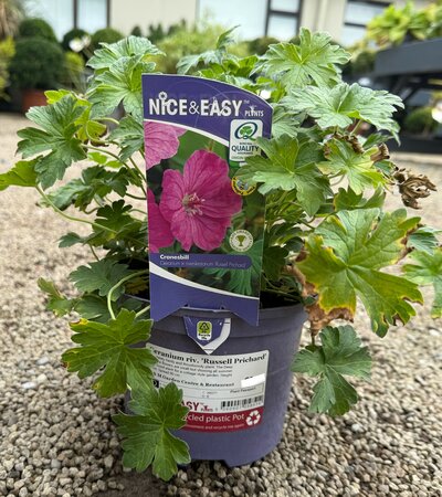 Geranium riv. 'Russell Prichard'