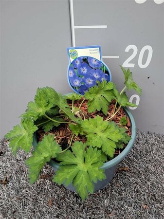 Geranium 'Rozanne'® 2 Ltr pot