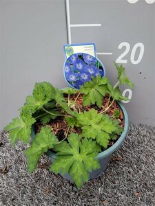 Geranium 'Rozanne'® 2 Ltr pot