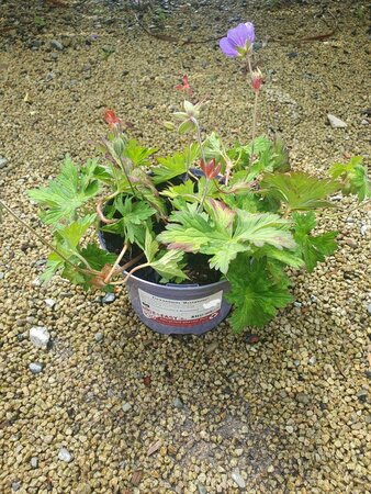 Geranium 'Rozanne' - image 1