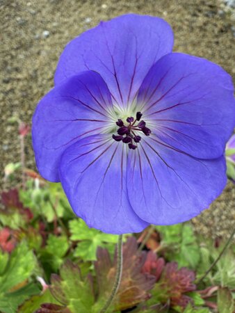 GERANIUM Rozanne - image 2