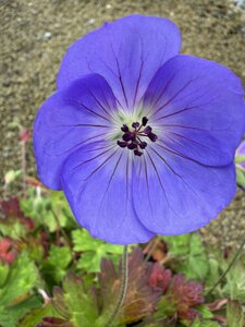 Geranium 'Rozanne' - image 2