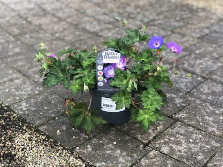 Geranium 'Rozanne' - image 1