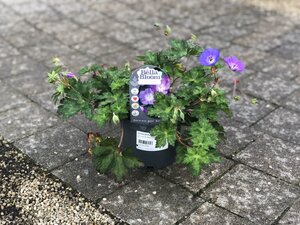 Geranium 'Rozanne' - image 2