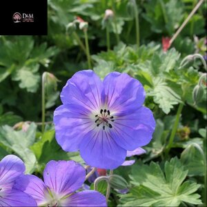 Geranium 'Rozanne'®