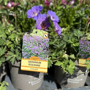 GERANIUM ROZANNE RP - image 2