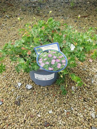 Geranium sang. 'Max Frei'
