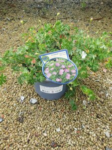 Geranium sang. 'Max Frei'