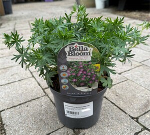GERANIUM sanguineum Max Frei