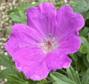 GERANIUM sanguineum Max Frei - image 1