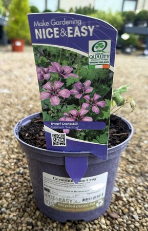 Geranium 'Sue Crug'