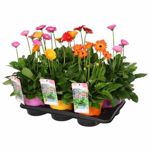 Gerbera 'Garvinea'® mix