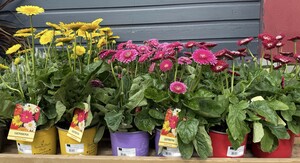 GERBERA IN VARIETIES - image 2