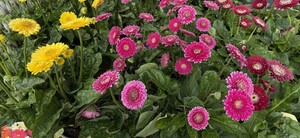 GERBERA IN VARIETIES - image 1