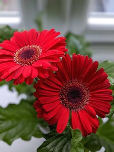 Gerbera red