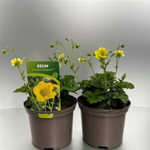 Geum 'Banana Daiquiri' 2 Ltr pot
