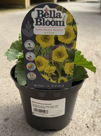 GEUM Banana Daiquiri 2L