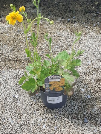 GEUM chiloense Lady Stratheden