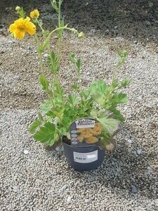 GEUM chiloense Lady Stratheden