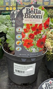 GEUM chiloense Mrs. Bradshaw