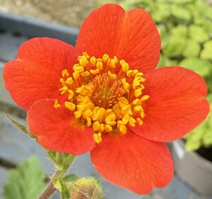GEUM chiloense Mrs. Bradshaw