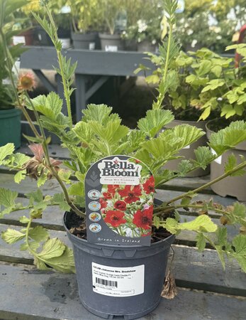 GEUM chiloense Mrs. Bradshaw - image 2