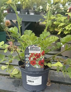 GEUM chiloense Mrs. Bradshaw - image 2