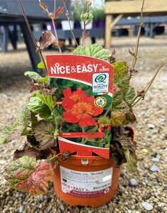 Geum coc. 'Borisii