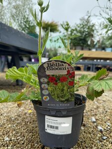 GEUM Firestarter