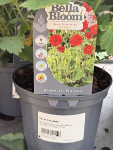 GEUM Firestarter