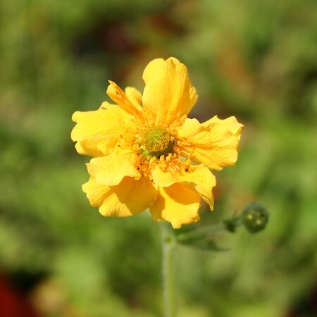 Geum 'Lady Stratheden'