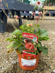 Geum 'Mai Tai' ®
