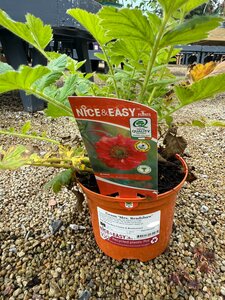 Geum 'Mrs. Bradshaw'