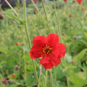 Geum 'Mrs. Bradshaw'