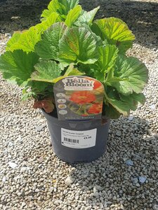 GEUM Scarlet Tempest