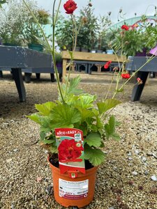 Geum 'Scarlet Tempest' ® - image 2