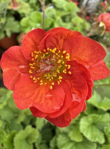 Geum 'Scarlet Tempest' ® - image 2