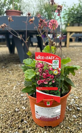 Geum 'Tempo Rose' ®