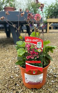 Geum 'Tempo Rose' ®