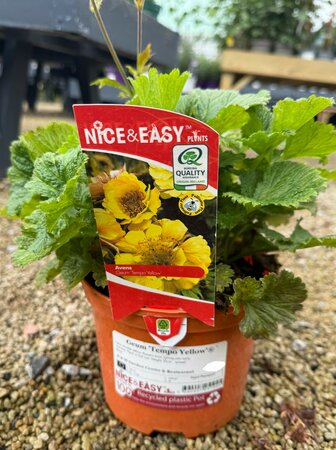 Geum 'Tempo Yellow'®